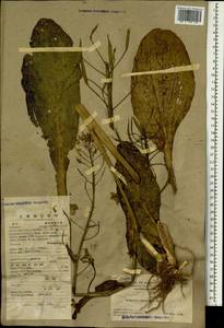 Brassica rapa subsp. pekinensis (Lour.) Hanelt, Зарубежная Азия (ASIA) (КНР)