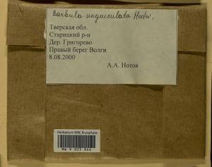 Barbula unguiculata Hedw., Гербарий мохообразных, Мхи - Центральное Нечерноземье (B6) (Россия)