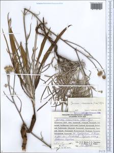 Наголоватка предкавказская (Sosn.) Iljin, Кавказ, Дагестан (K2) (Россия)