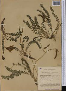 Astragalus monspessulanus subsp. illyricus (Bernh.) Chater, Западная Европа (EUR) (Италия)