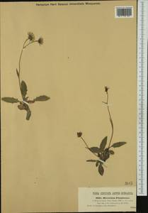 Hieracium oxyodon subsp. fluminense (A. Kern.) Zahn, Западная Европа (EUR) (Хорватия)