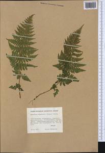 Pseudathyrium alpestre subsp. alpestre, Западная Европа (EUR) (Финляндия)