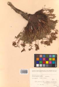 Остролодочник Майделя Trautv., Сибирь, Чукотка и Камчатка (S7) (Россия)