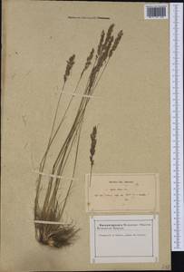 Agrostis curtisii Kerguélen, Западная Европа (EUR) (Франция)