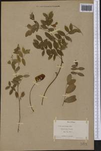 Vicia americana Willd., Америка (AMER) (США)