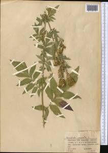 Серпуха венценосная L., Средняя Азия и Казахстан, Муюнкумы, Прибалхашье и Бетпак-Дала (M9) (Казахстан)