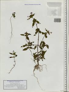 Пикульник ладанниковый L., Сибирь, Западная Сибирь (S1) (Россия)