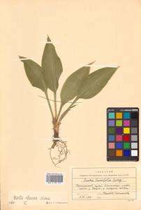 Hosta sieboldii (Paxton) J.W.Ingram, Сибирь, Дальний Восток (S6) (Россия)
