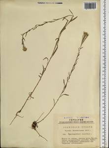 Желтушник ястребинколистный L., Сибирь, Западная Сибирь (S1) (Россия)