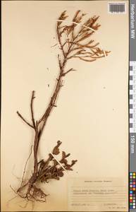 Magnoliopsida, Америка (AMER) (Южная Георгия и Южные Сандвичевы Острова)