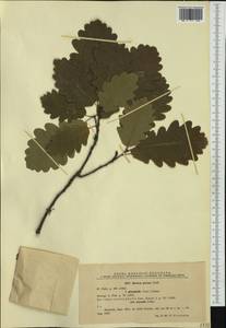 Дуб скальный (Matt.) Liebl., Западная Европа (EUR) (Румыния)