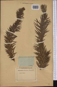 Araucaria angustifolia (Bertol.) Kuntze, Америка (AMER) (Неизвестно)