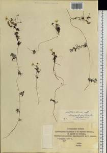Ranunculus mongolicus (Krylov) Serg., Сибирь, Якутия (S5) (Россия)