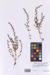 Вероника иноземная L., Восточная Европа, Московская область и Москва (E4a) (Россия)