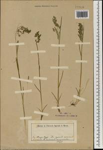 Мятлик сибирский Roshev., Монголия (MONG) (Монголия)