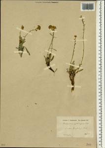 Aurinia rupestris subsp. cyclocarpa (Boiss.) Cullen & T.R. Dudley, Зарубежная Азия (ASIA) (Турция)