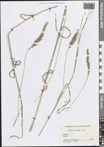 Тимофеевка мохнатая Honck., Кавказ, Краснодарский край и Адыгея (K1a) (Россия)