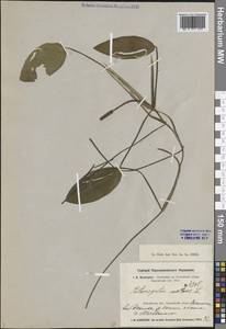 Рдест плавающий L., Сибирь, Центральная Сибирь (S3) (Россия)
