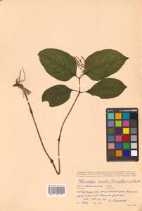 Chloranthus serratus (Thunb.) Roem. & Schult., Сибирь, Дальний Восток (S6) (Россия)