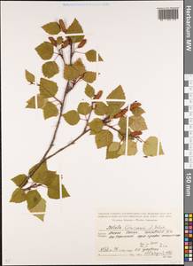 Betula pubescens var. litwinowii (Doluch.) Ashburner & McAll., Кавказ, Южная Осетия (K4b) (Южная Осетия)