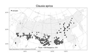 Clausia aprica, Клаусия солнцепечная (Stephan ex Willd.) Korn.-Trotzky, Атлас флоры России (FLORUS) (Россия)