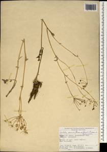 Leiotulus secacul (Mill.) Pimenov & Ostr., Зарубежная Азия (ASIA) (Турция)