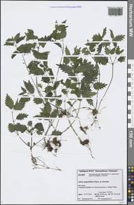 Urtica dioica var. holosericea Fr., Сибирь, Центральная Сибирь (S3) (Россия)