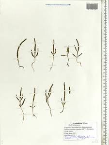 Salicornia procumbens subsp. pojarkovae (Semenova) G. Kadereit & Piirainen, Восточная Европа, Северный район (E1) (Россия)