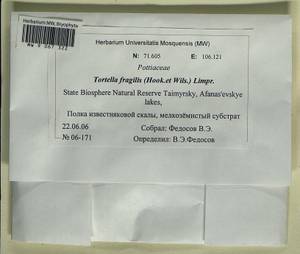 Tortella fragilis (Drumm.) Limpr., Гербарий мохообразных, Мхи - Красноярский край, Тыва и Хакасия (B17) (Россия)