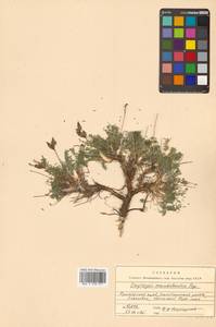 Oxytropis coerulea subsp. coerulea, Сибирь, Дальний Восток (S6) (Россия)