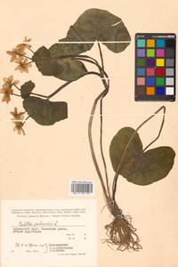 Caltha palustris var. minor (Mill.) DC., Сибирь, Дальний Восток (S6) (Россия)