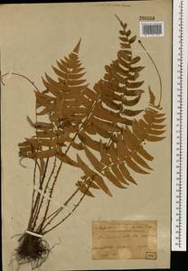 Polystichum lepidocaulon (Hook.) J. Sm., Зарубежная Азия (ASIA) (Япония)