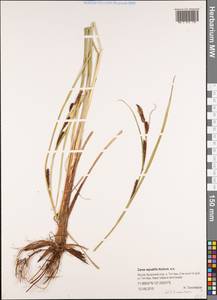 Осока водяная Wahlenb., Сибирь, Якутия (S5) (Россия)