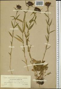 Dianthus barbatus subsp. compactus (Kit.) Heuff., Восточная Европа, Западно-Украинский район (E13) (Украина)