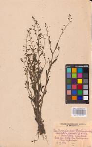 MHA 0 153 057, Незабудка полевая (L.) Hill, Восточная Европа, Северо-Западный район (E2) (Россия)