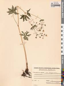 Герань ложносибирская J. Mayer, Сибирь, Западная Сибирь (S1) (Россия)