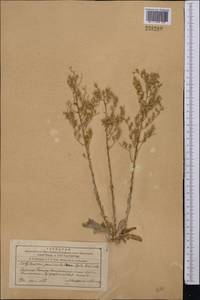 Rosularia radicosa (Boiss. & Hohen.) Eggli, Средняя Азия и Казахстан, Западный Тянь-Шань и Каратау (M3) (Киргизия)