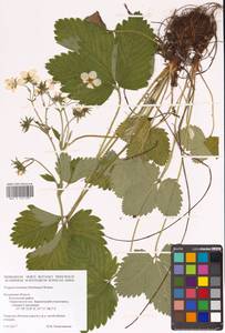 Земляника мускусная Duchesne, Восточная Европа, Центральный район (E4) (Россия)