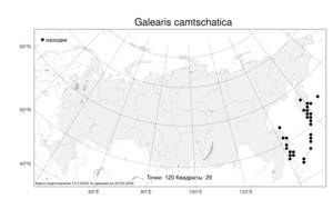 Galearis camtschatica (Cham.) X.H.Jin, Schuit. & W.T.Jin, Атлас флоры России (FLORUS) (Россия)