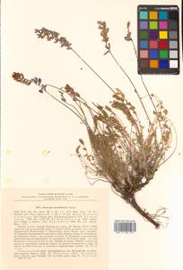Oxytropis coerulea subsp. coerulea, Сибирь, Дальний Восток (S6) (Россия)