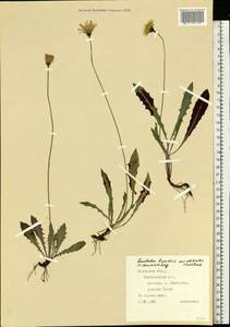 Кульбаба шершаволистная L., Восточная Европа, Западно-Украинский район (E13) (Украина)