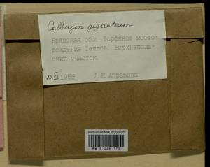 Calliergon giganteum (Schimp.) Kindb., Гербарий мохообразных, Мхи - Центральное Нечерноземье (B6) (Россия)