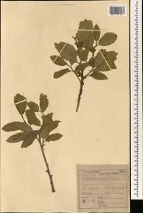 Quercus ithaburensis subsp. macrolepis (Kotschy) Hedge & Yalt., Зарубежная Азия (ASIA) (Ирак)