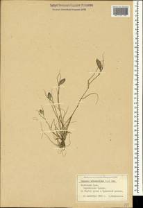 Sporobolus schoenoides (L.) P.M.Peterson, Крым (KRYM) (Россия)