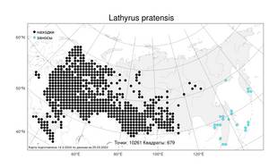 Lathyrus pratensis, Чина луговая L., Атлас флоры России (FLORUS) (Россия)