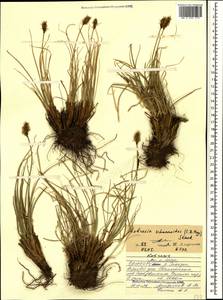 Carex deasyi (C.B.Clarke) O.Yano & S.R.Zhang, Кавказ, Северная Осетия, Ингушетия и Чечня (K1c) (Россия)