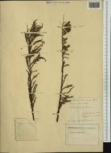 Tamarix gallica L., Западная Европа (EUR) (Италия)