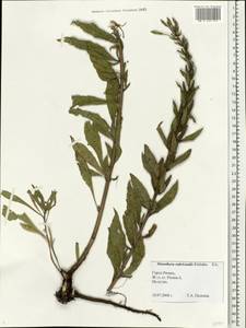 Oenothera ×rubricaulis Kleb., Восточная Европа, Центральный район (E4) (Россия)