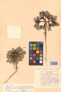 Остролодочник чернеющий (Pall.) Fisch. ex DC., Сибирь, Дальний Восток (S6) (Россия)