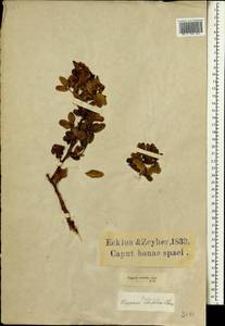 Capparis sepiaria var. citrifolia (Lam.) Tölk., Африка (AFR) (ЮАР)